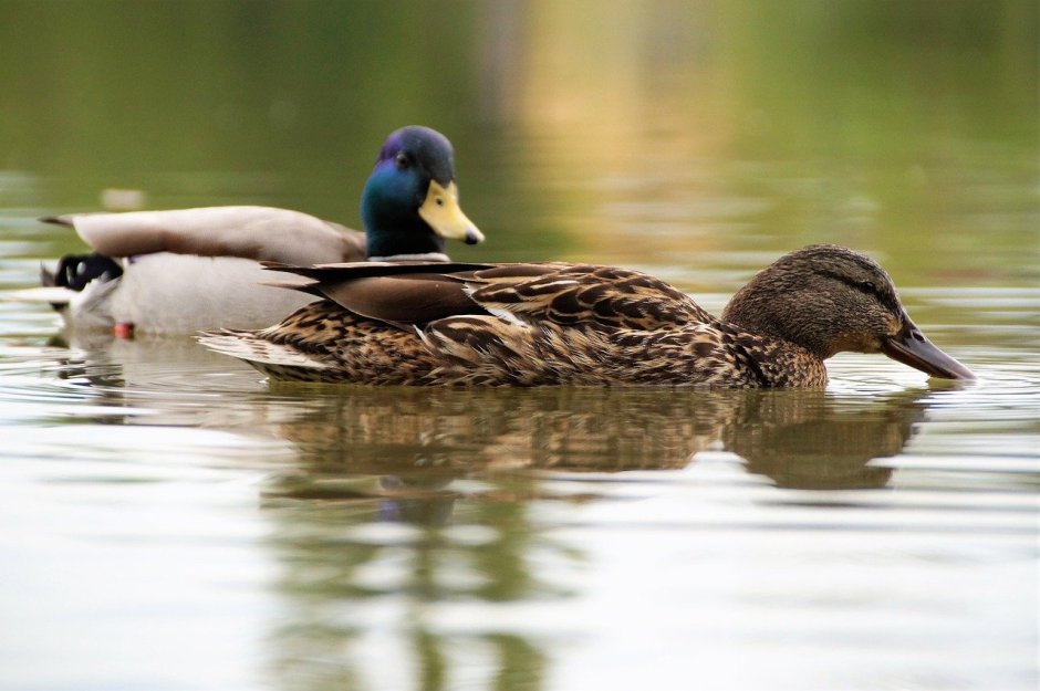 Водоплавающие утки Ленинградской