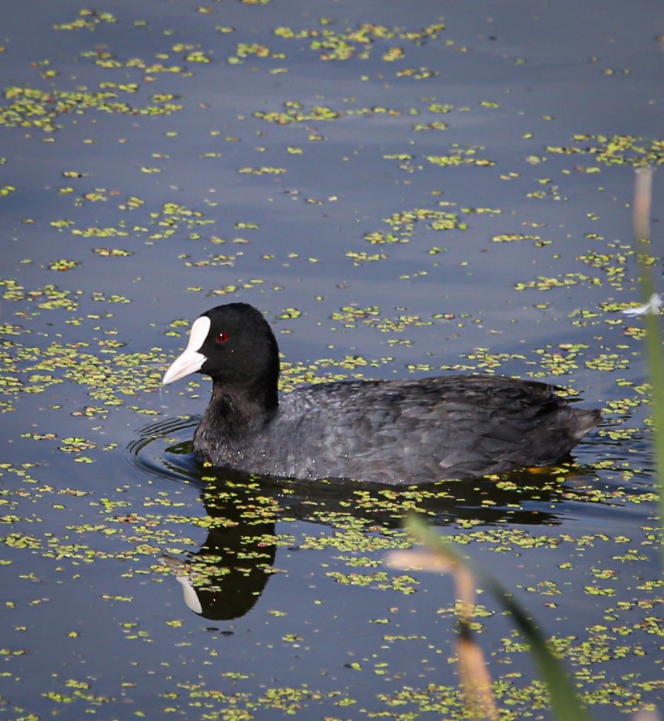Чомга и лысуха