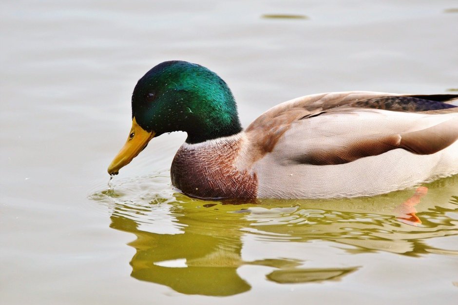 Утка водоплавающая птица