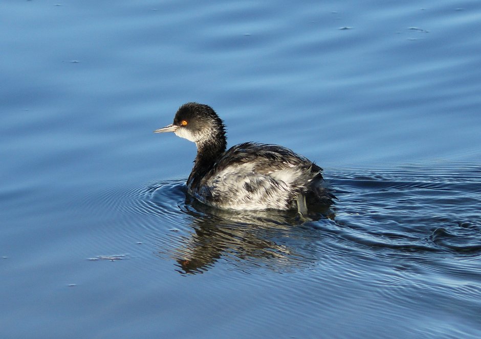 Болотная поганка птенец