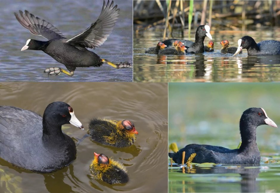 Утки водоплавающие птицы Ленинградской области
