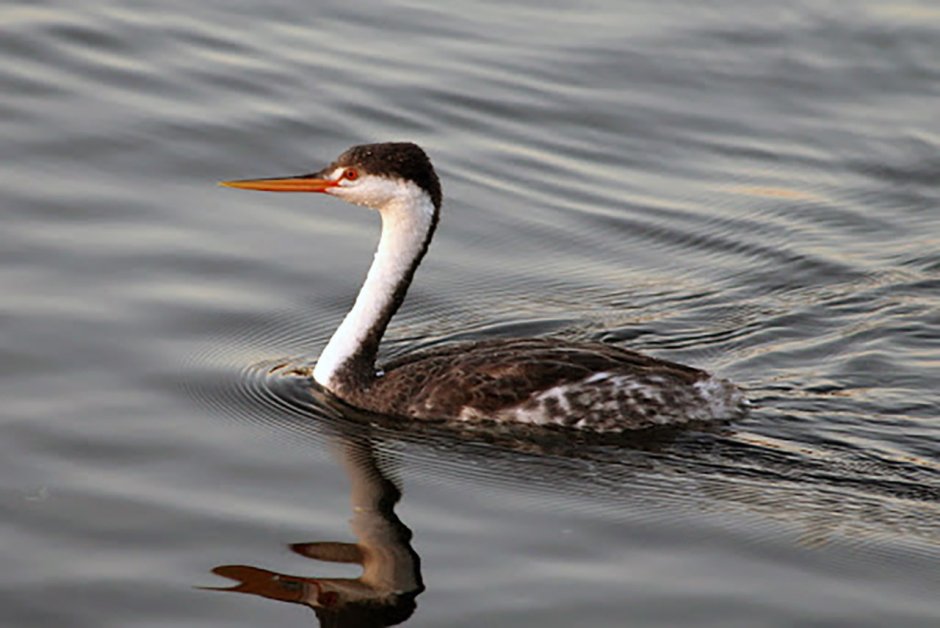 Водоплавающие птицы поганки