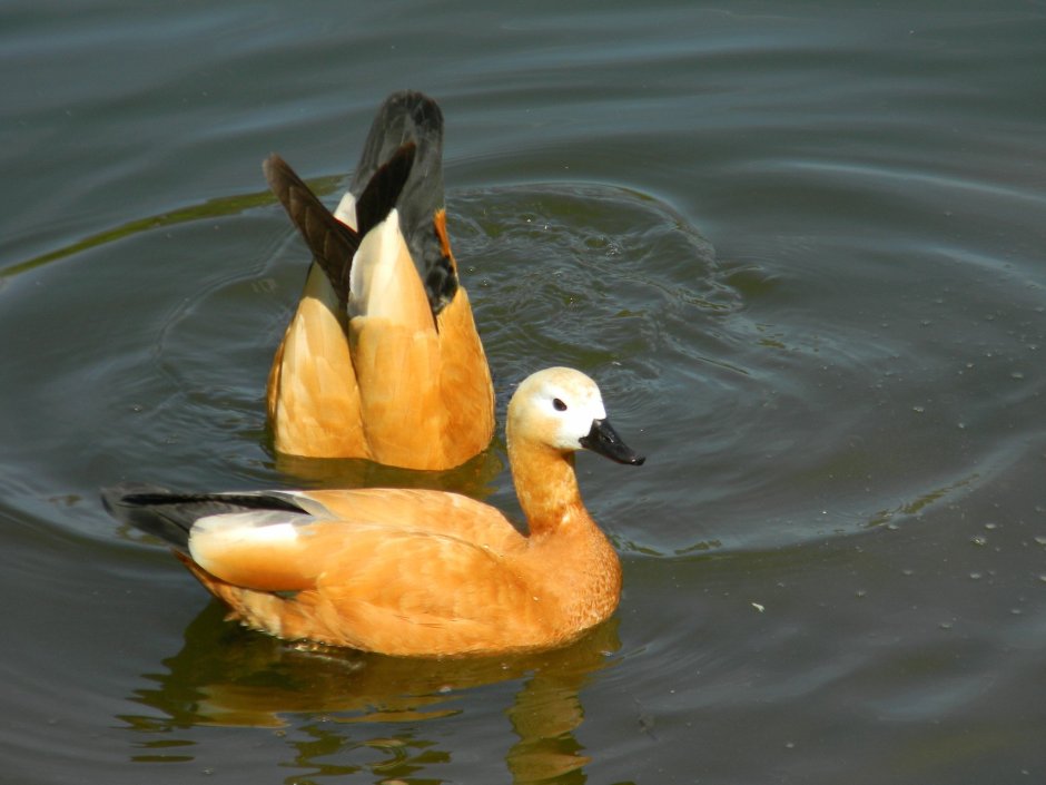 Утки водоплавающие птицы Ленинградской области