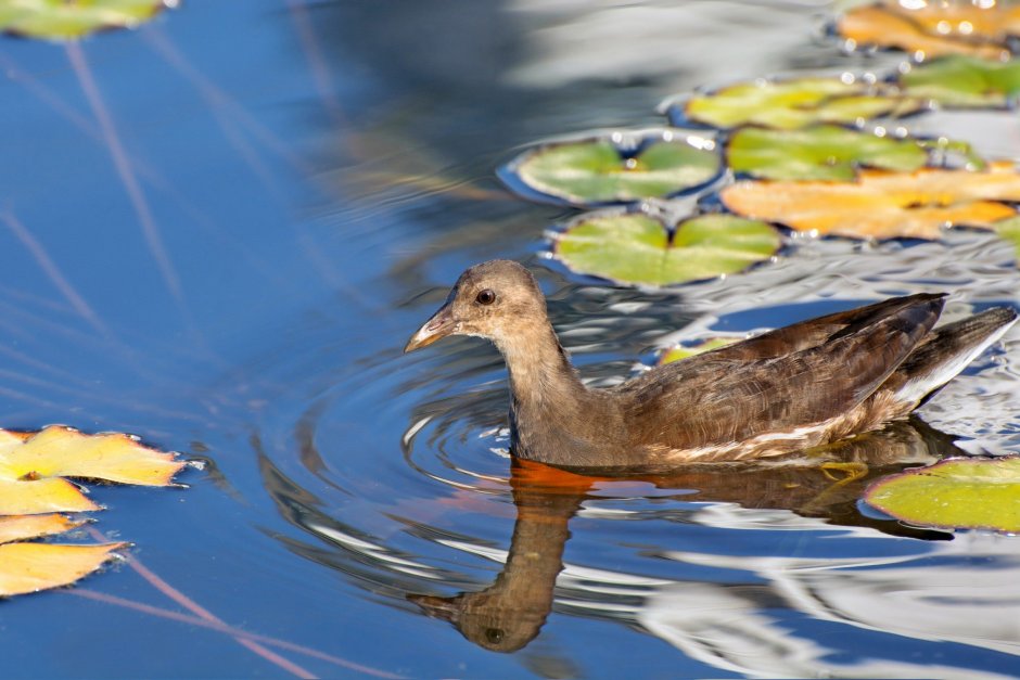 Водоплавающая птица с хохолком