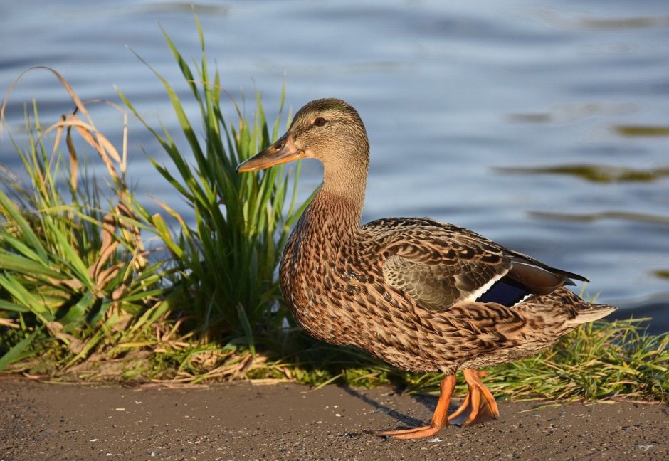 Птица кряква Болотная