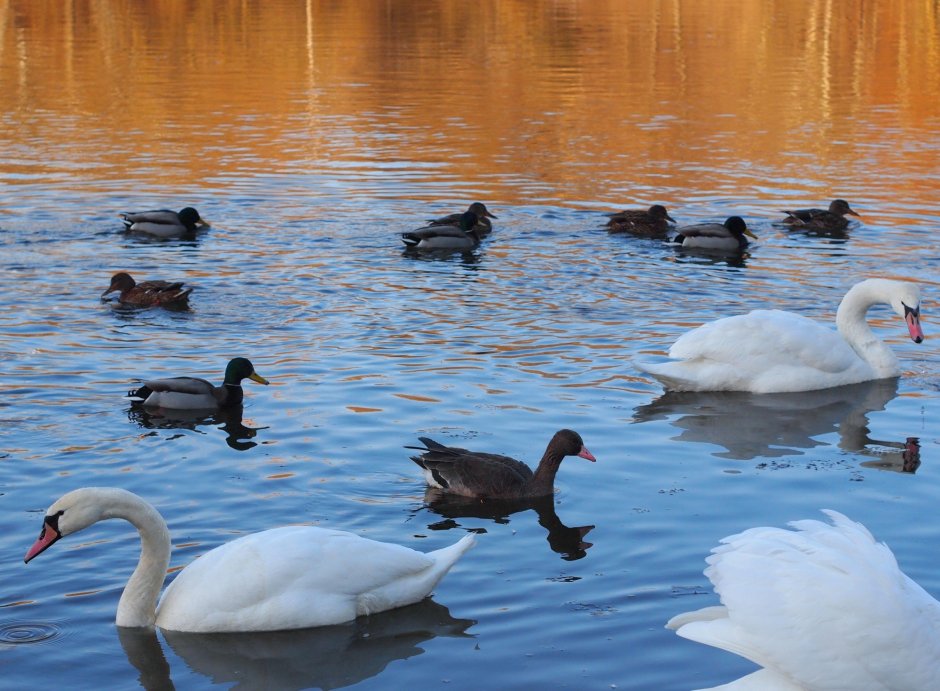 Дикие утки в Крыму