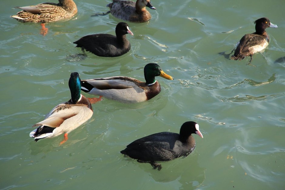 Рейкьявик озеро Тьернин утки