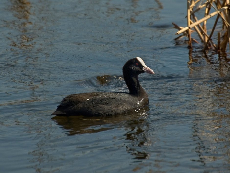 Краснолобая лысуха