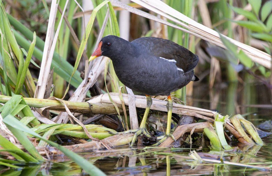 Водные птицы список