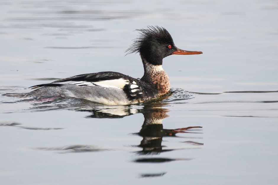 Утка кряква серая
