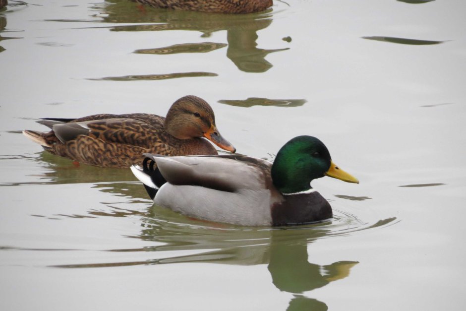 Обыкновенная лысуха