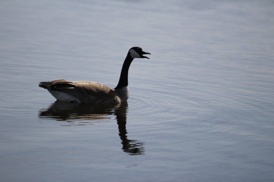 Перелетные водоплавающие птицы Москвы