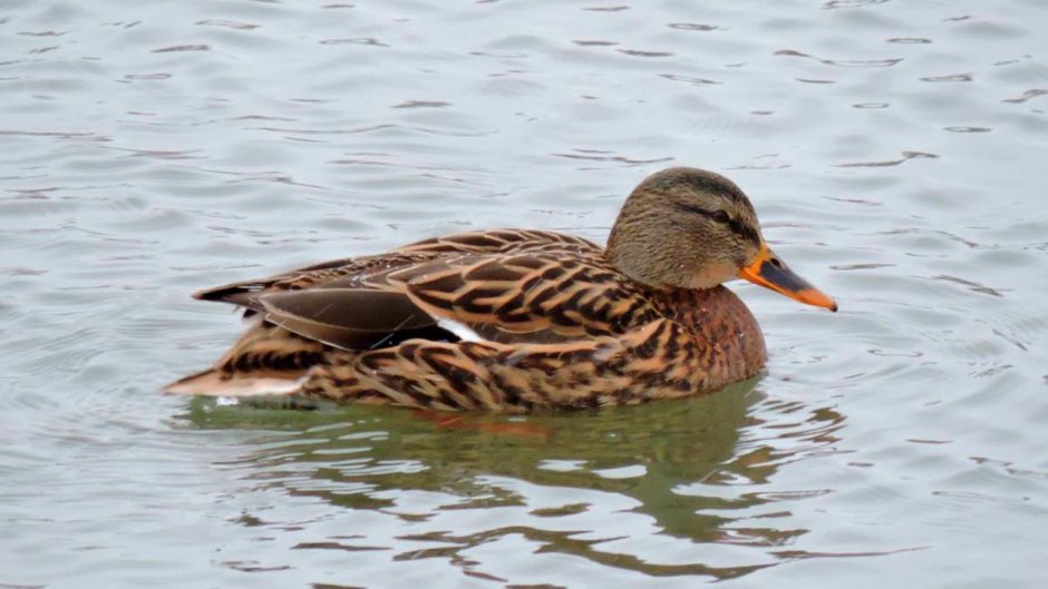 Водоплавающие птицы Крыма