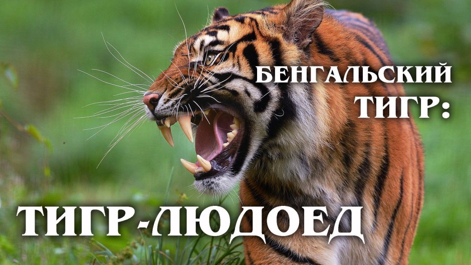 Великий тигр 2015