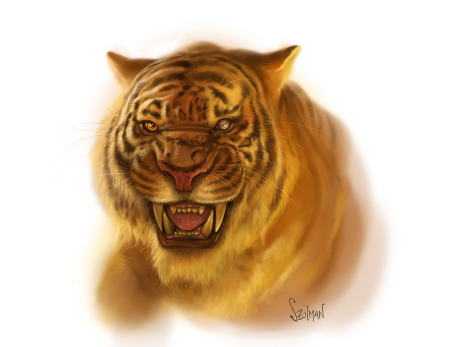 Tiger Run forward Wallpaper