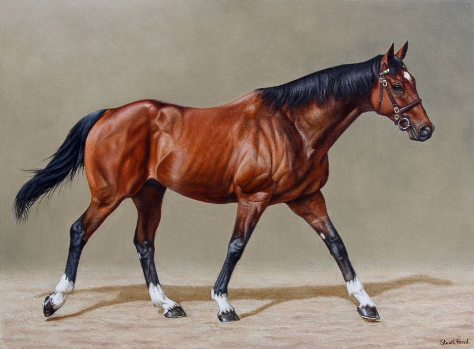 Frankel Скаковая лошадь