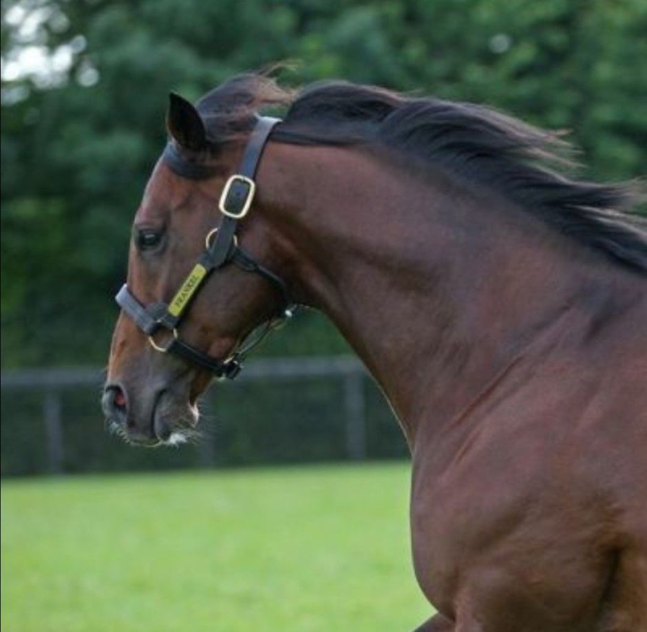 Frankel лошадь