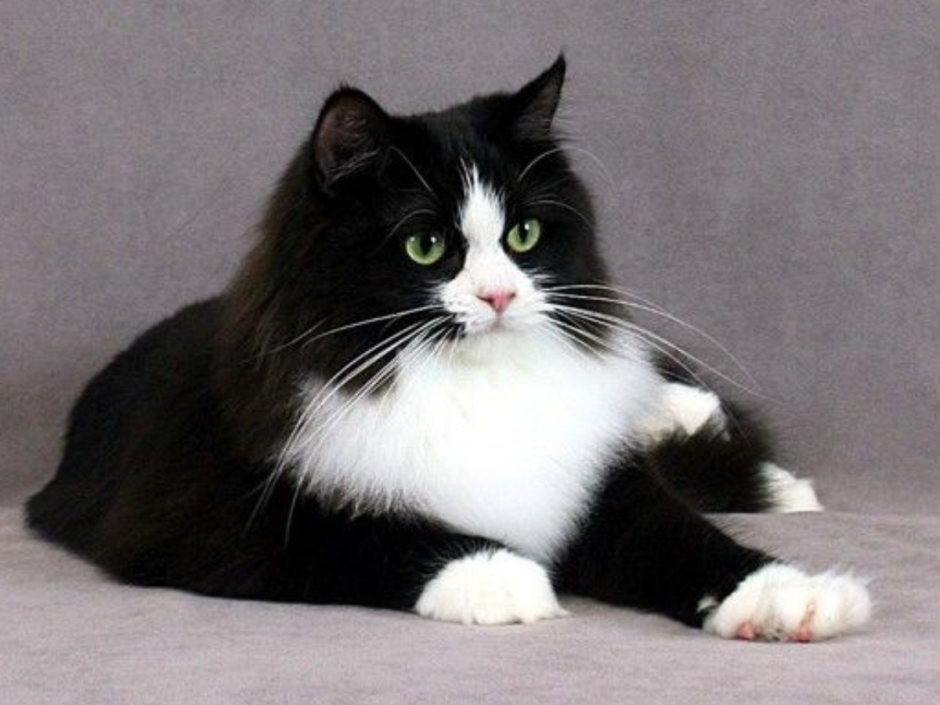 Черно белые коты фото в доме