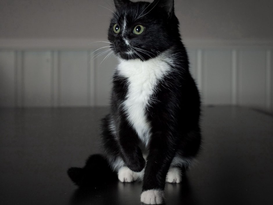 Норвежский Лесной кот черный