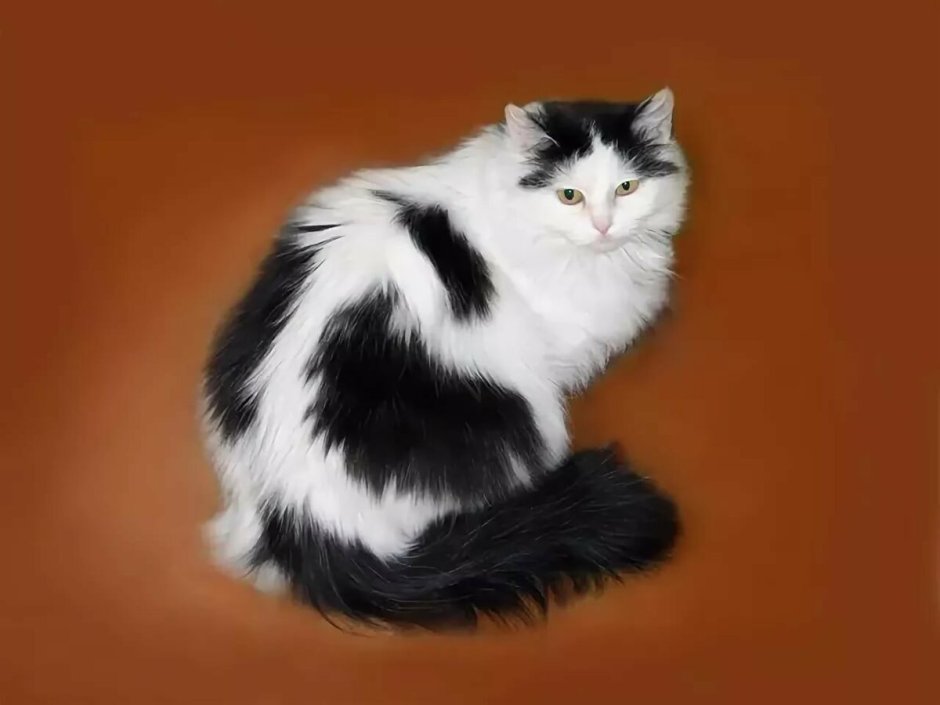 Норвежская Лесная кошка черная