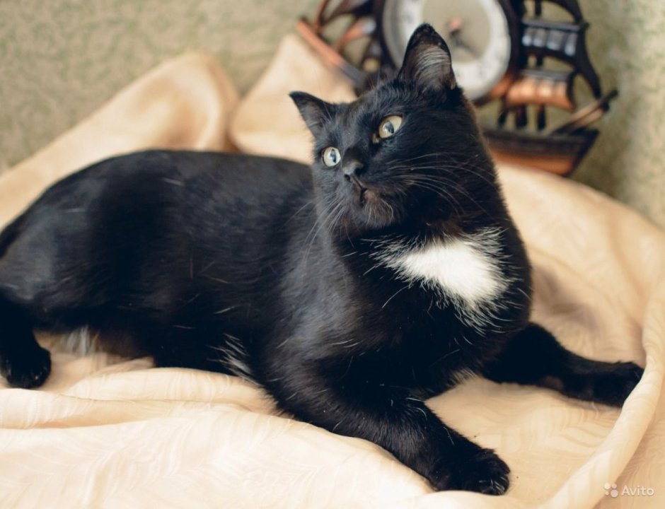 Котята чёрно белые