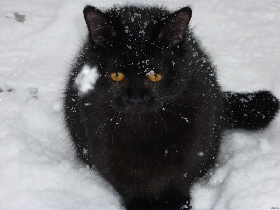 Черный котенок с белыми лапками