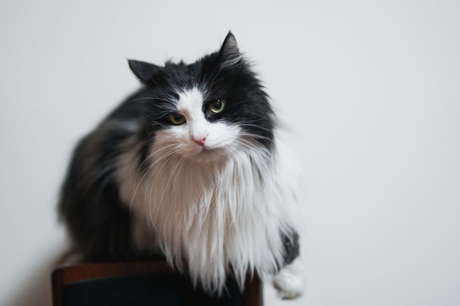 Сибирский кот черно белый