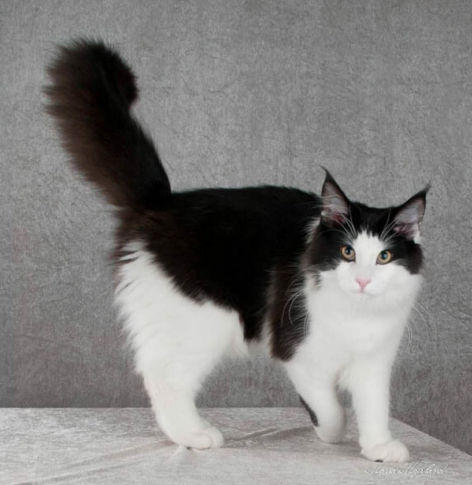 Норвежская Лесная кошка черная