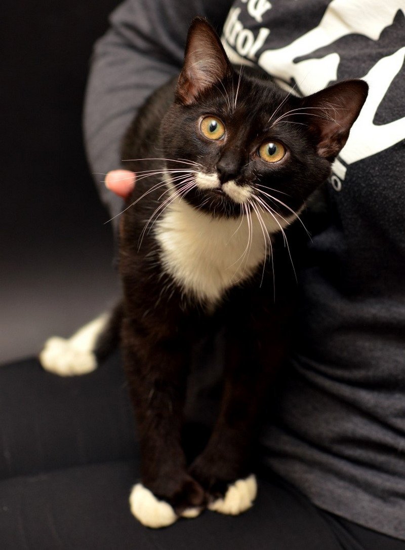 Кошки с черными усами