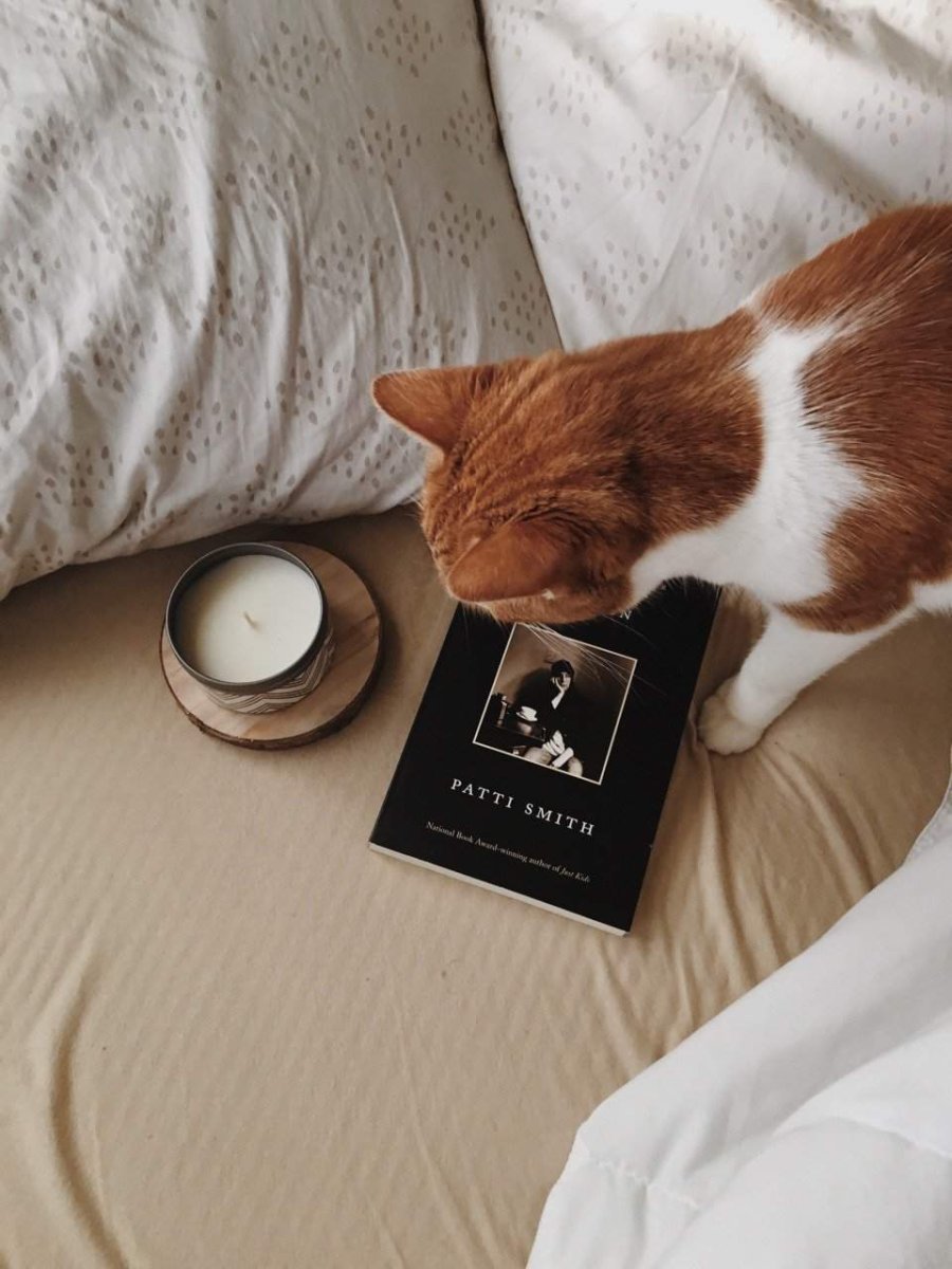 Кошачья Эстетика