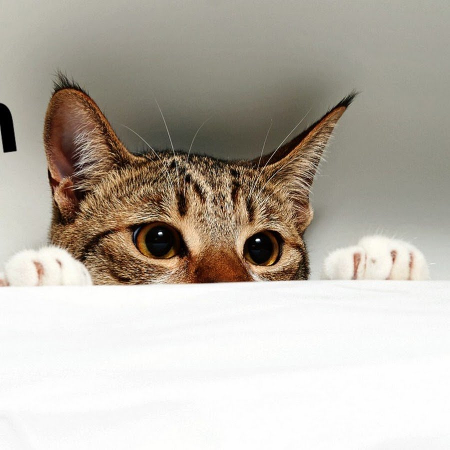 Кот выглядывает из-за стола