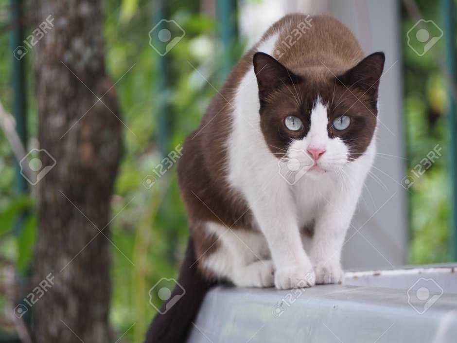 Бело коричневый кот