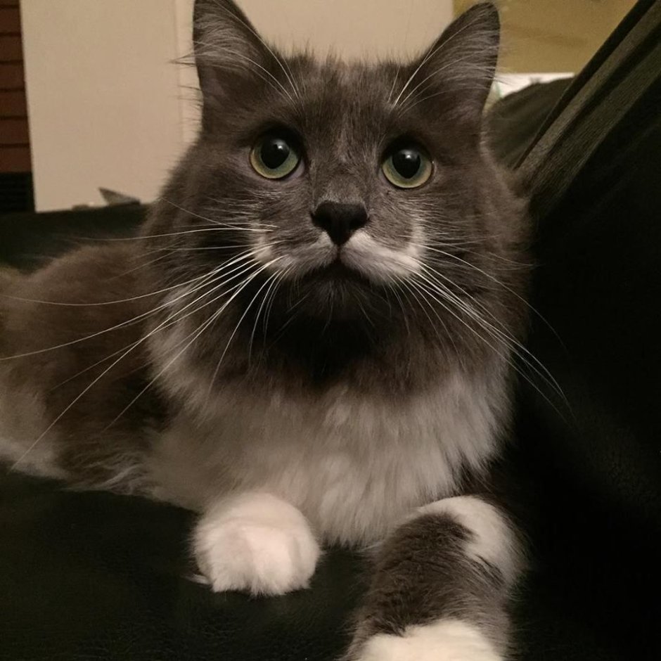 Кот хипстер фото