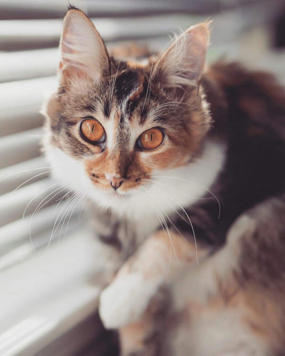 Трёхцветная кошка Эстетикп