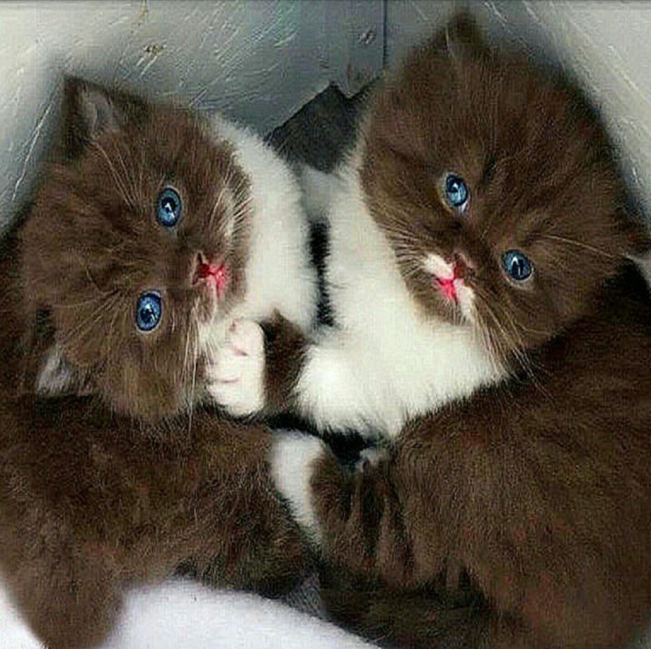 Шоколадный кот с голубыми глазами