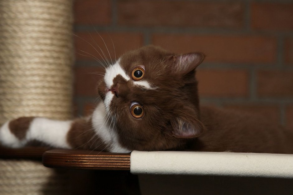 Британец биколор шоколадно белый