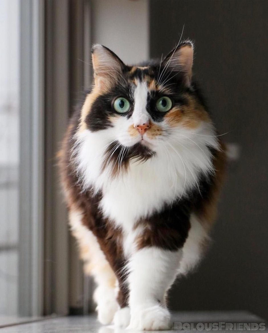 Сибирская кошка трехцветная короткошерстная