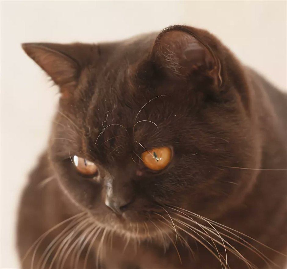 Шоколадный британец кот
