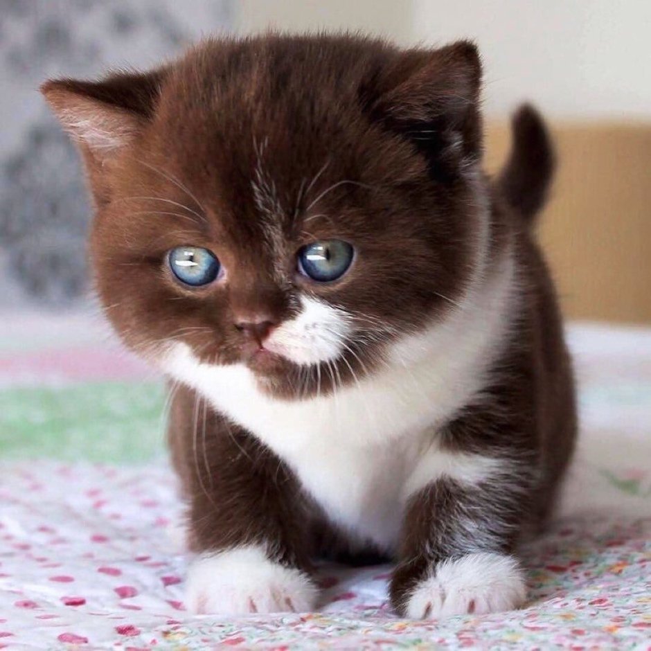 Манчкин кот шоколадный