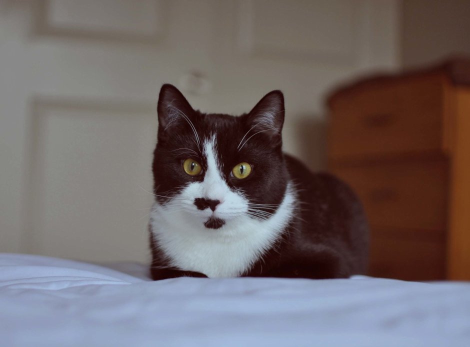 Бело коричневая кошка