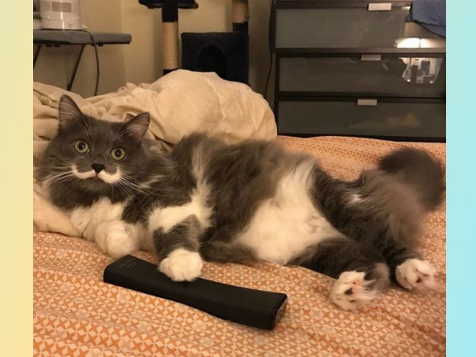 Кот Гамильтон Инстаграм