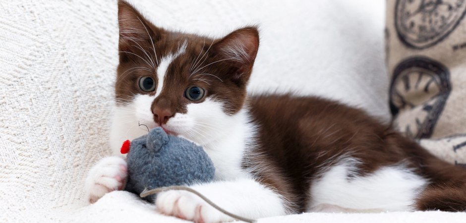 Кошка коричневого белого цвета