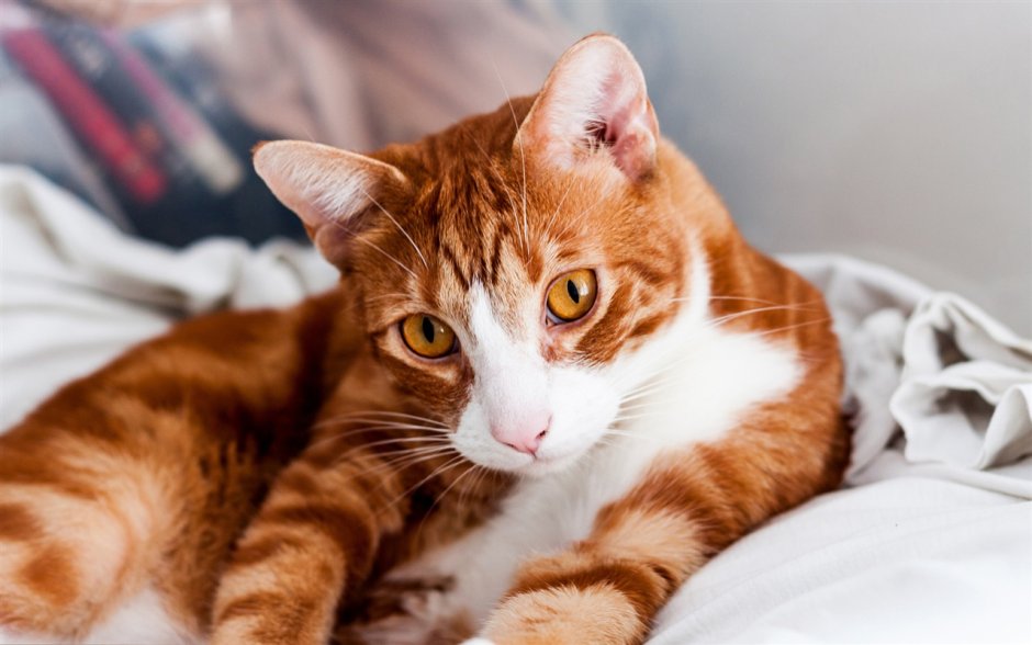 Рыжий гладкошерстный полосатый кот порода