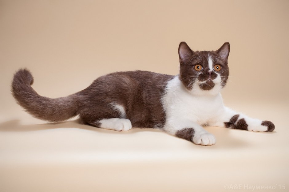 Британец биколор шоколадно белый