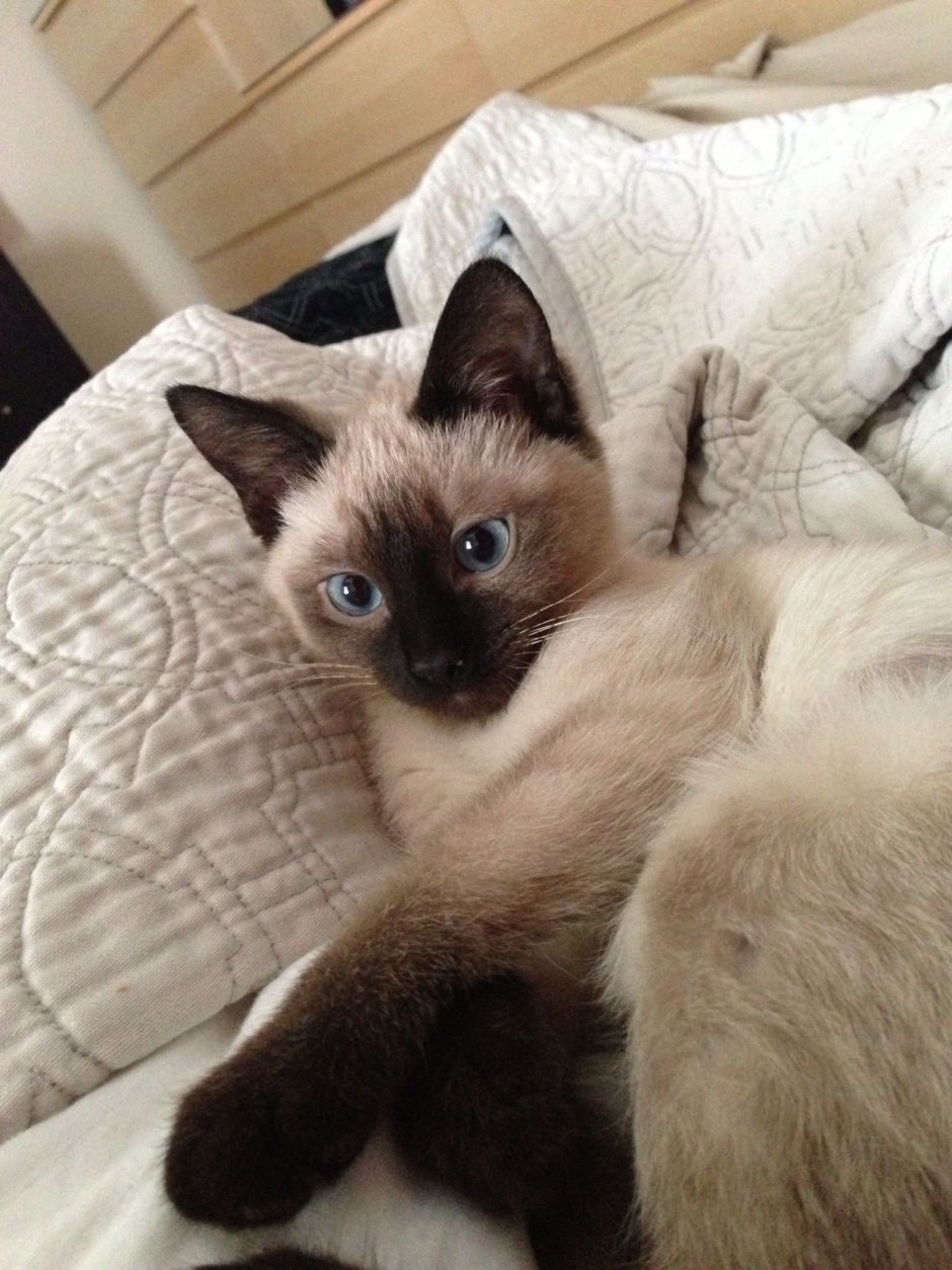 Котенок Гав сиамский