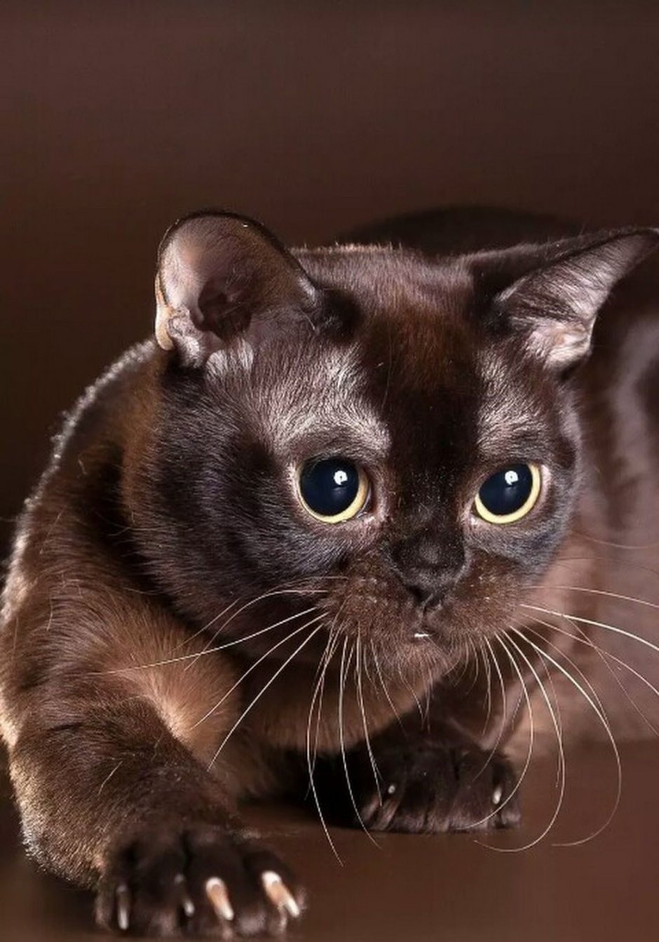 Бурманская кошка