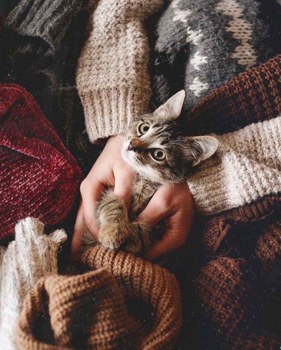 Уютные кошки