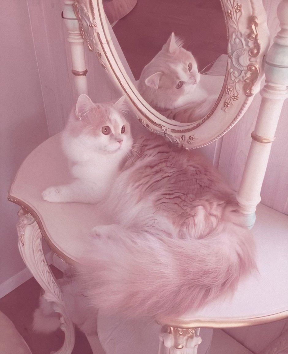 Кошачья Эстетика