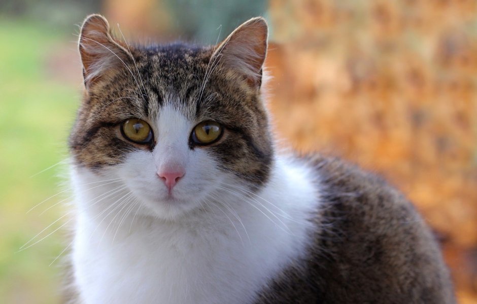 Бело коричневый кот