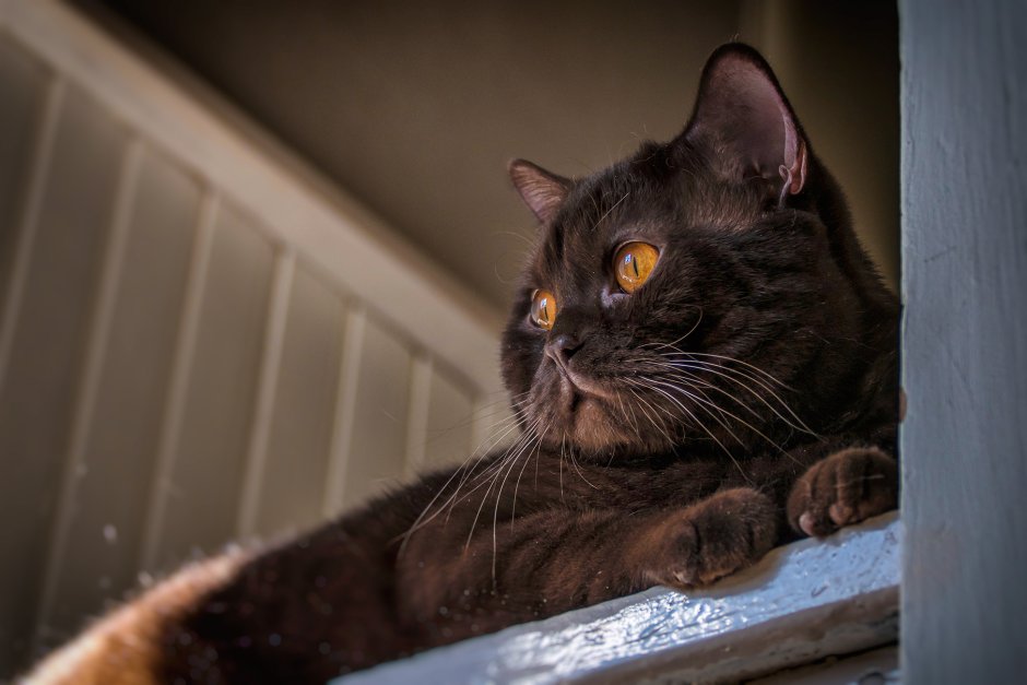 Коричневый кот беспородный